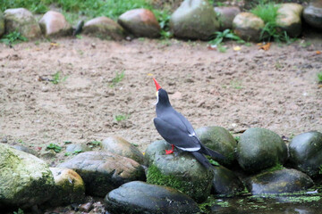 A close up of an Inca Tern at Martin Mere Nature Reserve