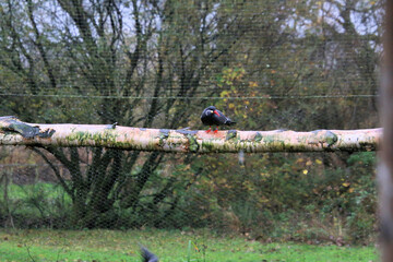 Naklejka premium A close up of an Inca Tern at Martin Mere Nature Reserve
