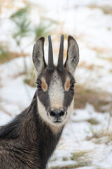 Alpine chamois close-up portrait. Rupicapra rupicapra. Italy.