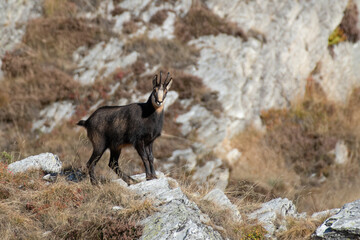 Male alpine chamois standing at the edge of a cliff on a sunny day in the Italian Alps. Rupicapra rupicapra.