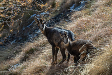 Alpine chamois mother and calf, Rupicapra rupicapra, photographed against the light in their typical steep Alpine habitat. Italy.