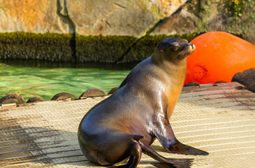 pair of California sea lions bask in sun. Zalophus californianus.