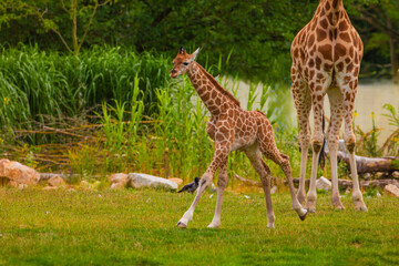 family of Giraffe Giraffa camelopardalis,with a baby. sticking out blue tongue