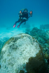Underwater photographer examines a bleached coral head on coral reef.
