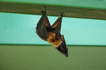 fruit bat hanging on tree in forest. Lyle's flying fox.