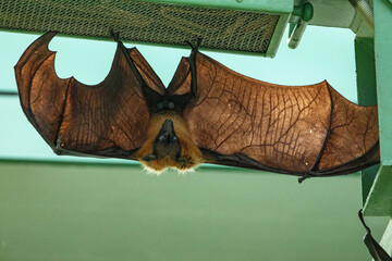 fruit bat hanging on tree in forest. Lyle's flying fox.