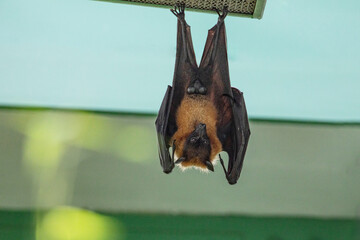 fruit bat hanging on tree in forest. Lyle's flying fox.