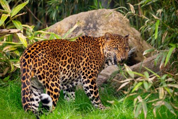 Male Javan leopard Panthera pardus melas of Java, Indonesia.