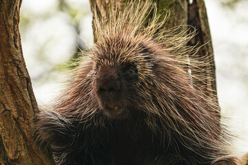 North American Porcupine Erethizon Dorsatum standing tree