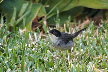 Sardinian warbler, Curruca melanocephala, on a meadow