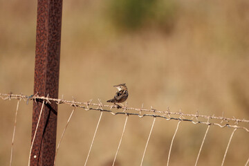 Zitting cisticola, Cisticola juncidis, at a fence