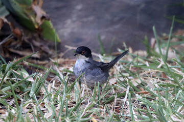 Sardinian warbler, Curruca melanocephala, on a meadow