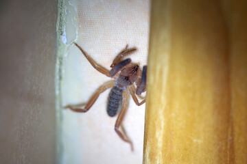 Gluvia dorsalis Spider on a room wall, Spain