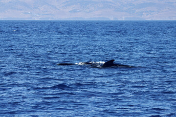 Group of long finned pilot whales, Globicephala melas, Strait of Gibraltar