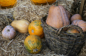 Different types of pumpkins in and around a basket