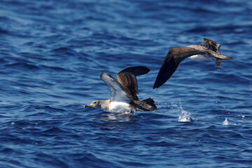 Cory's shearwater, Calonectris borealis, starting to fly