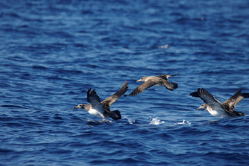 Cory's shearwater, Calonectris borealis, starting to fly