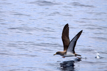Cory's shearwater, Calonectris borealis, starting to fly