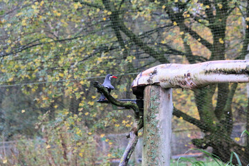 A close up of an Inca Tern at Martin Mere Nature Reserve