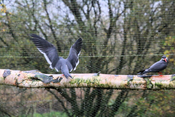 A close up of an Inca Tern at Martin Mere Nature Reserve