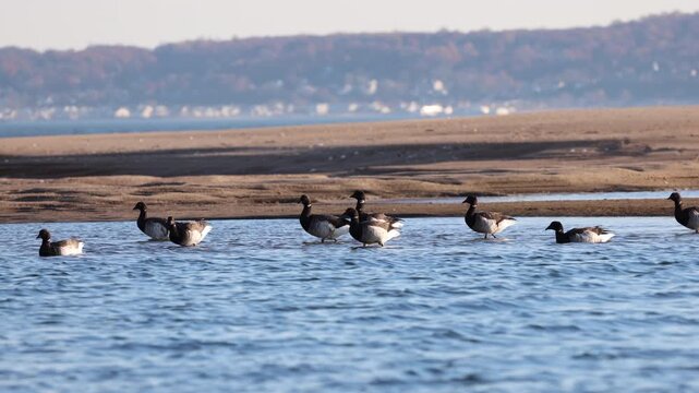 Brants waddling in the Sandy Hook bay
