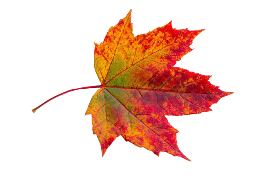 Colorful maple leaf showing autumn colors