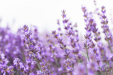 Background of a blooming field of lavender purple flowers