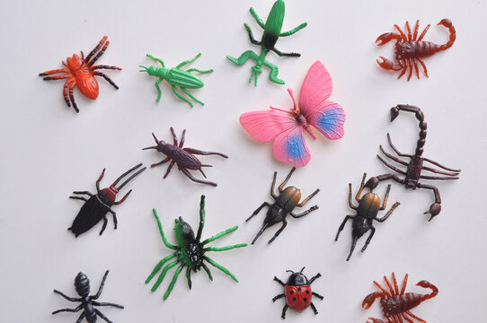 diversos insetos, aranha, escorpi&atilde;o, formiga, borboleta, grilo 