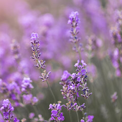 Background of a blooming field of lavender purple flowers
