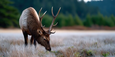 wildlife photography, a majestic roosevelt elk with sharp antlers and coat details grazes in a misty meadow, while california redwoods create a soft, blurry backdrop