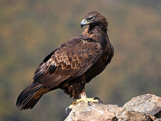 A powerful golden eagle in the mountain in spain