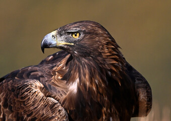 A powerful golden eagle in the mountain in spain
