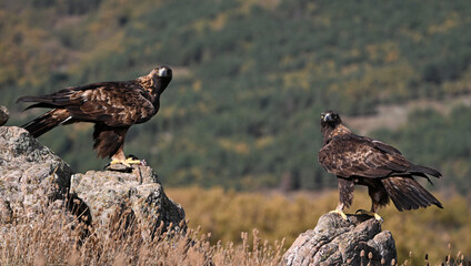 A majestic golden eagle in the mountain on spain