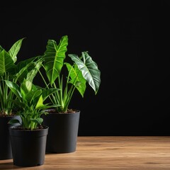 Fototapeta premium Vibrant green foliage of multiple potted tropical plants sitting on a natural wood surface, showcasing interior gardening and home decor, green, terracotta, domestic