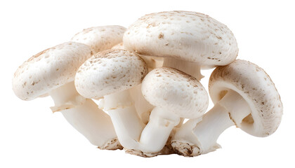 Group of white button mushrooms isolated
