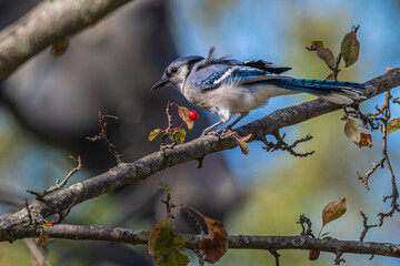 Blue jay perched in a bare tree next to a bright red berry.