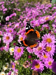 butterfly on flower