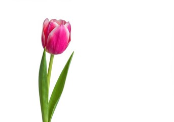 Obraz premium A single pink tulip bloom stands upright, beautifully isolated on a pure white background, symbolizing springtime, freshness, and delicate romance ,pink ,lovely ,blossom