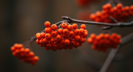 Vibrant clusters of spherical, orange-red rowan berries clinging to a woody branch during the crisp, colorful season of autumn, macro, branch, fruit