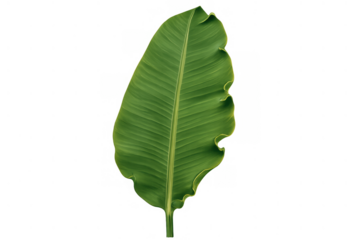 Banana leaf showing natural green texture and tropical plant biology, creating a botanical isolated element