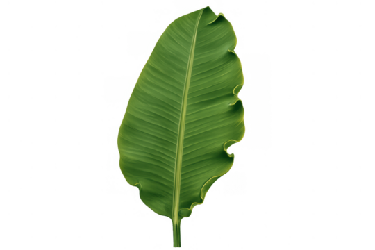 Banana leaf showing natural green texture and tropical plant biology, creating a botanical isolated element - Powered by Adobe