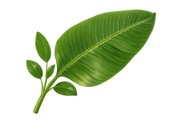 Fototapeta premium Banana plant leaf and young shoots showing tropical foliage and natural green botany on transparent background