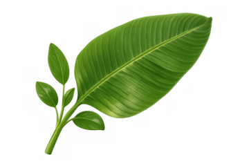 Banana plant leaf and young shoots showing tropical foliage and natural green botany on transparent background