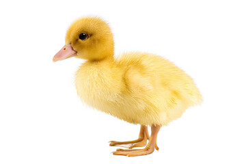 Adorable yellow duckling standing in studio shot