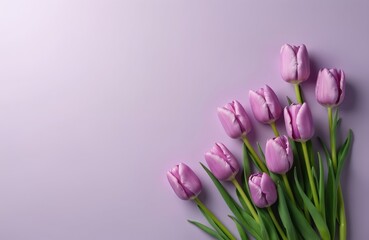 Fototapeta premium Eight soft violet tulips with green stems rest on pastel purple backdrop. Beautiful floral arrangement, perfect for spring greetings mothers day or easter cards.
