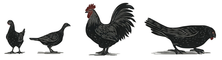 Collection of black chickens including a rooster and hens in various poses.