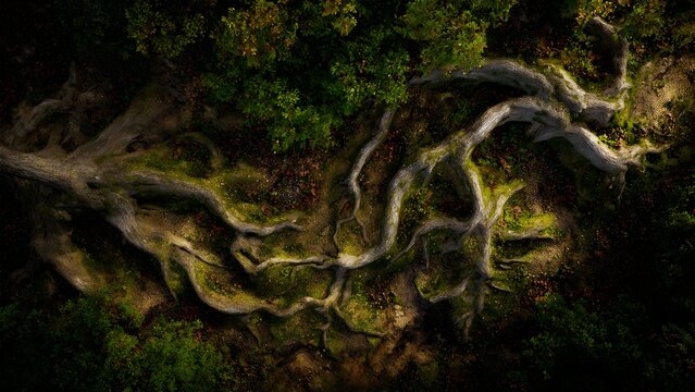 Ancient Tree Roots Weaving Through Moss and Earth