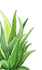 Obraz premium Watercolor aloe vera plant illustration