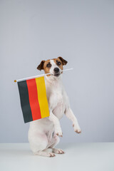 Jack Russell Terrier dog holding a german flag on a white background. 