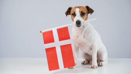 Jack Russell Terrier dog holding a Danish flag on a white background. 